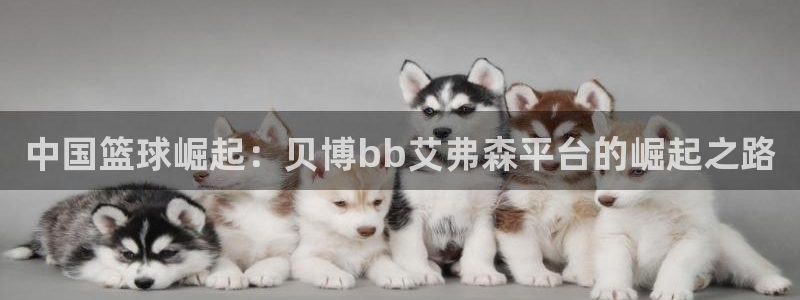 电脑版彩虹多多