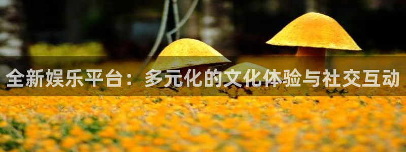 彩虹多多专：全新娱乐平台：多元化的文化体验与社交互动