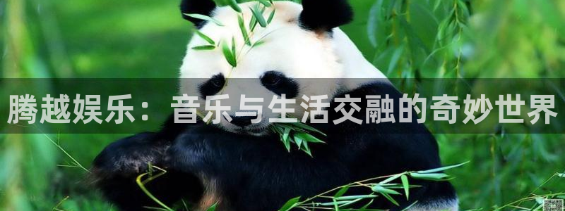 彩虹多多app最新版本：腾越娱乐：音乐与生活交融的奇妙世界