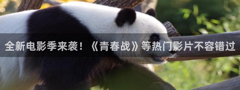 彩虹多多免费下载：全新电影季来袭！《青春战》等热门影片不容错过